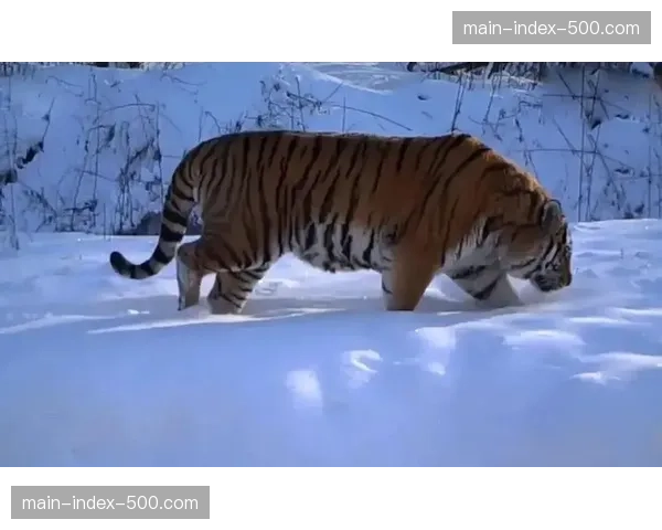 赛后分析：吉林东北虎失利源于第四节纵深突破效率急剧下降